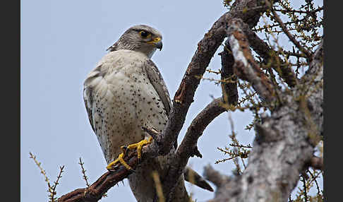 Gerfalke (Falco rusticolus)