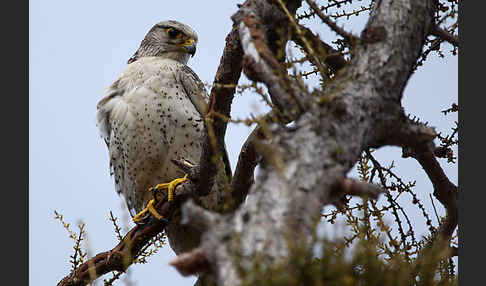 Gerfalke (Falco rusticolus)