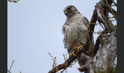 Gerfalke (Falco rusticolus)