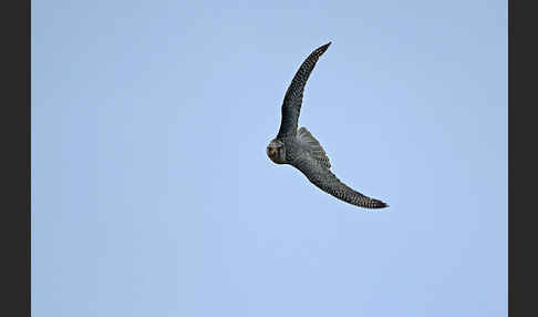 Gerfalke (Falco rusticolus)