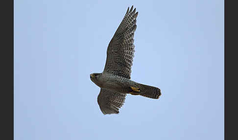 Gerfalke (Falco rusticolus)