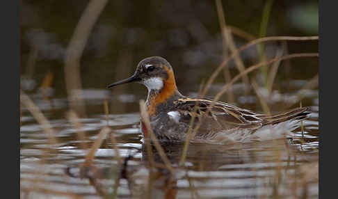 Odinshühnchen (Phalaropus lobatus)