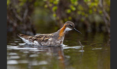 Odinshühnchen (Phalaropus lobatus)