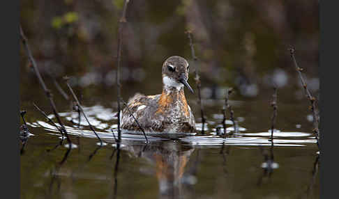 Odinshühnchen (Phalaropus lobatus)