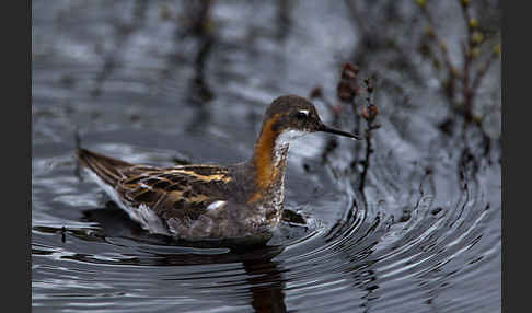 Odinshühnchen (Phalaropus lobatus)