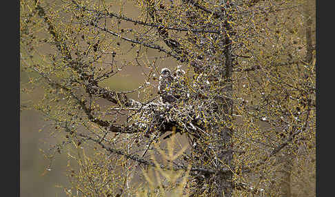 Gerfalke (Falco rusticolus)