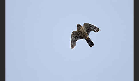 Merlin (Falco columbarius)