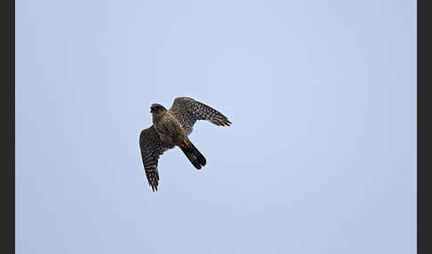 Merlin (Falco columbarius)