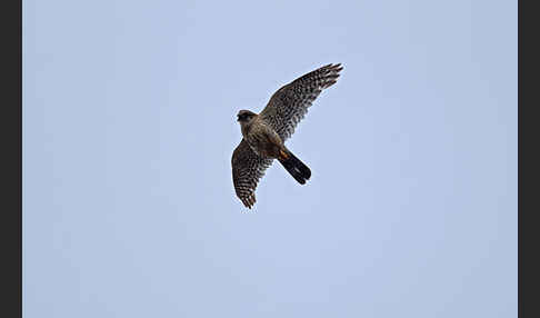 Merlin (Falco columbarius)