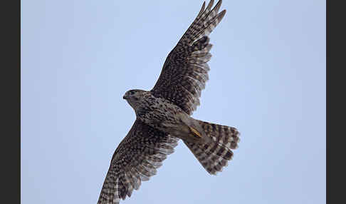 Merlin (Falco columbarius)