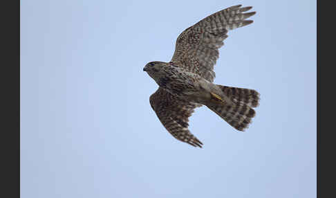 Merlin (Falco columbarius)