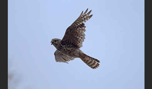 Merlin (Falco columbarius)