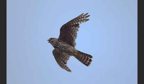 Merlin (Falco columbarius)