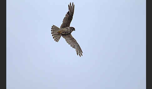 Merlin (Falco columbarius)