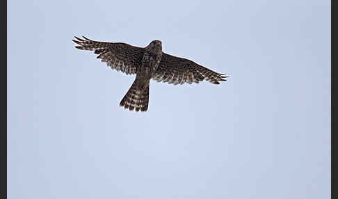 Merlin (Falco columbarius)