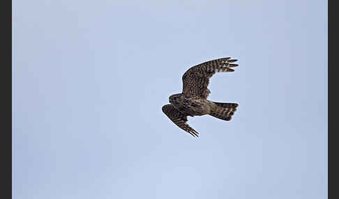 Merlin (Falco columbarius)