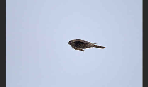 Merlin (Falco columbarius)