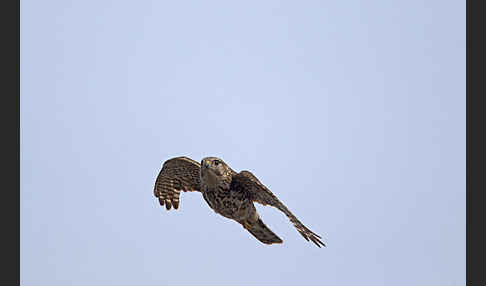 Merlin (Falco columbarius)