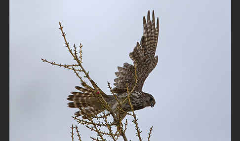 Merlin (Falco columbarius)