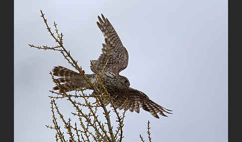 Merlin (Falco columbarius)