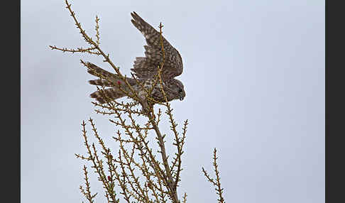 Merlin (Falco columbarius)