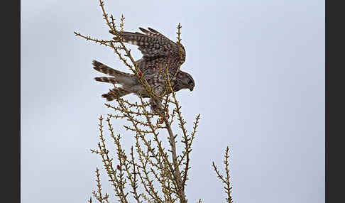 Merlin (Falco columbarius)