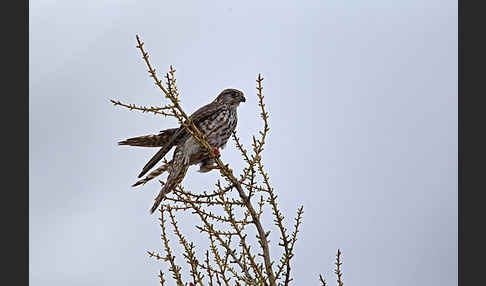 Merlin (Falco columbarius)