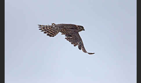 Merlin (Falco columbarius)