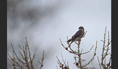 Merlin (Falco columbarius)