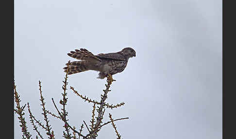 Merlin (Falco columbarius)