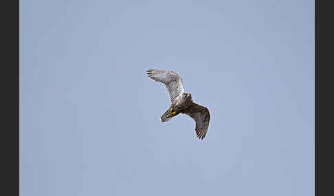 Gerfalke (Falco rusticolus)