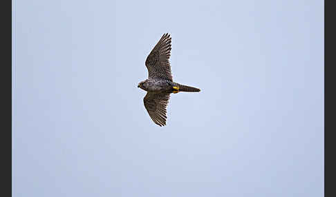 Gerfalke (Falco rusticolus)