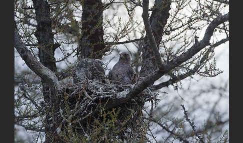 Gerfalke (Falco rusticolus)