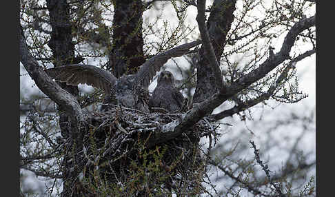 Gerfalke (Falco rusticolus)