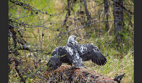 Gerfalke (Falco rusticolus)