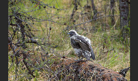 Gerfalke (Falco rusticolus)