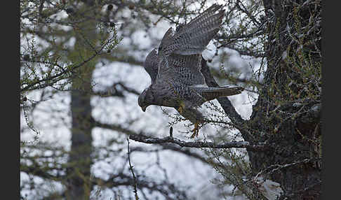 Gerfalke (Falco rusticolus)