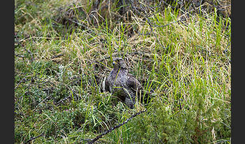 Gerfalke (Falco rusticolus)