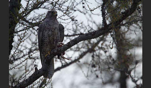 Gerfalke (Falco rusticolus)