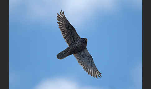 Gerfalke (Falco rusticolus)