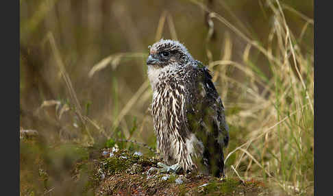 Gerfalke (Falco rusticolus)