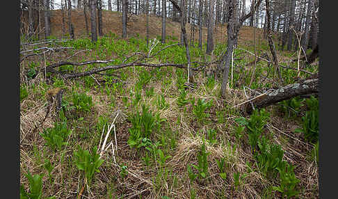 Grüner Germer (Veratrum lobelianum)