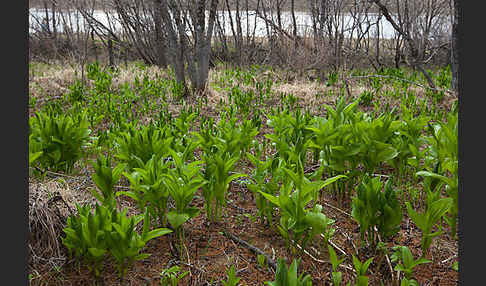 Grüner Germer (Veratrum lobelianum)