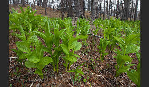 Grüner Germer (Veratrum lobelianum)