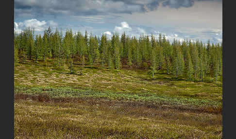 Sibirische Lärche (Larix sibirica)