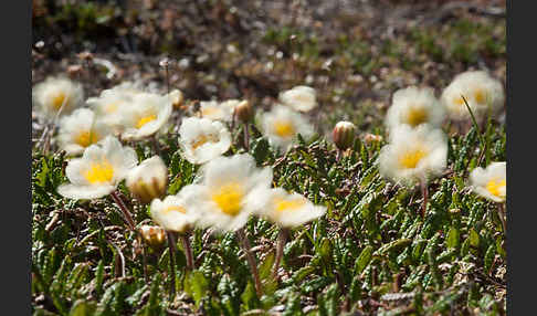 Silberwurz (Dryas octopetala)