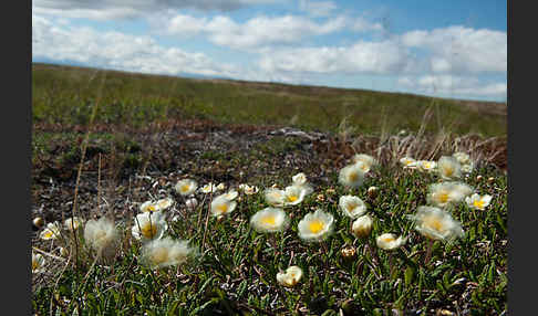 Silberwurz (Dryas octopetala)