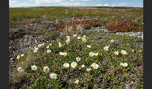 Silberwurz (Dryas octopetala)