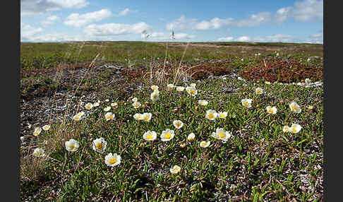 Silberwurz (Dryas octopetala)