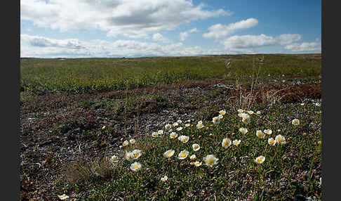 Silberwurz (Dryas octopetala)